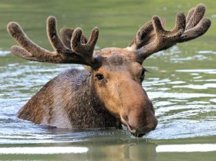 NEW Moose Population Simulation from the Minnesota Zoo!