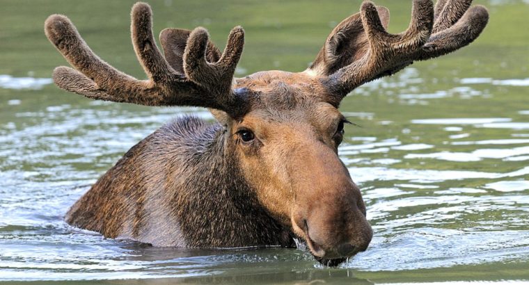 NEW Moose Population Simulation from the Minnesota Zoo!
