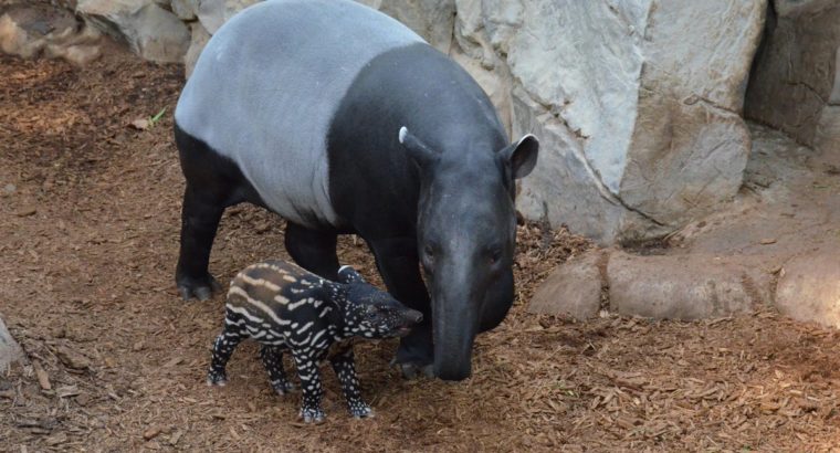 Minnesota Zoo’s ZOOMS STEM Design Challenge:  Engineering for Malayan Tapirs