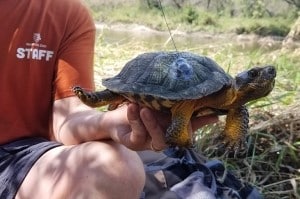 Minnesota Zoo’s The H.E.R.P. Project: K-5 Teacher Training and Student Conservation Action Project to  Save MN Freshwater Turtles