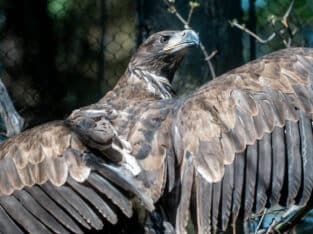 Raptor Enrichment and Exhibit Design at the Minnesota Zoo:  Join the 2026-2027 ZOOMS STEM Design Challenge