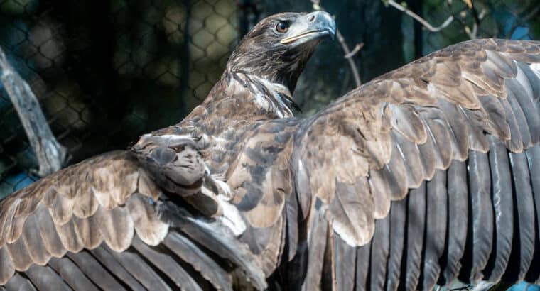 Raptor Enrichment and Exhibit Design at the Minnesota Zoo:  Join the 2026-2027 ZOOMS STEM Design Challenge